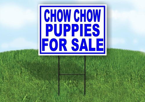 Chow puppies for - chow,