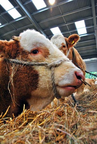 Pedigree simmental cow cattle - simmental,