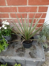 Dragon Tree, Dracaena Marginata plant in 17cm pot approx.