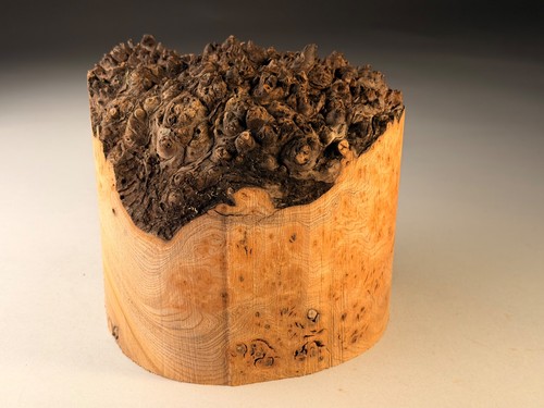Amazing large live edge burr - amazing,