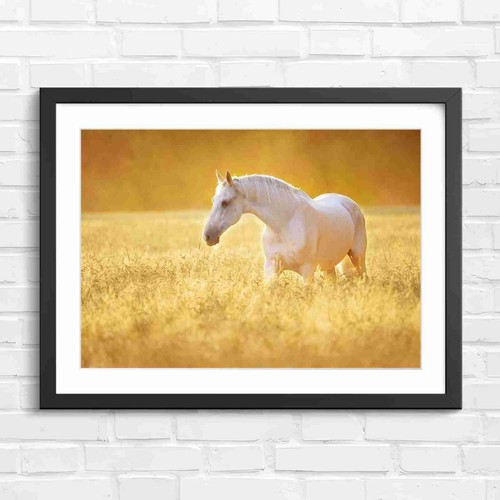 White horse standing golden - white, in