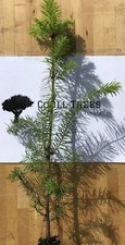Douglas Fir (Pseudotsuga