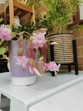 Christmas cactus-Schlumbergera