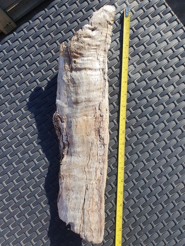 Large 19cm tree - trunk, section