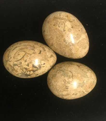 Fossil stone eggs - 3, x