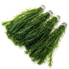 K2AQUA 4 Bunches (40 Stems) Elodea Densa Live Plants for Aquariums Water Garden