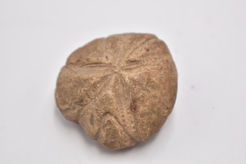 Fossil sea urchin cretaceous - sea,