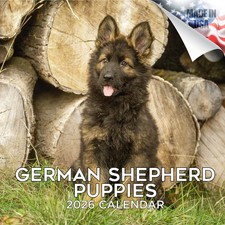 German Shepherd Pups Dog Breed