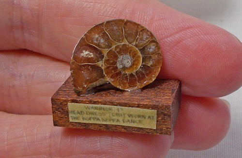Ammonite jurassic madagascan - ammonite,