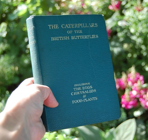 Caterpillars british - caterpillars,