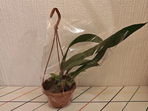 Anthurium vittarifolium - ,