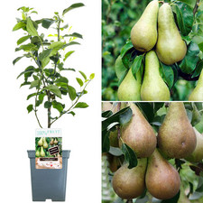 Duo Pear Patio Fruit Tree | Conference & Doyenné du Comice Pears | 2-3ft Trees