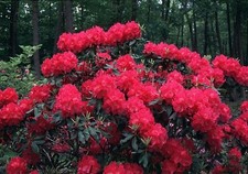 Nova Zembla Red Rhododendron -