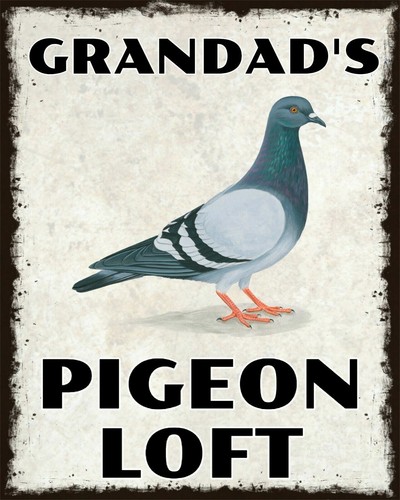 Grandad pigeon loft shed - loft,