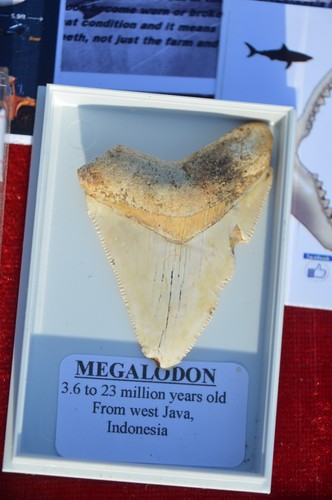 Wow genuine megalodon shark - wow,,