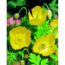 Wildflower - Poppy Welsh (P