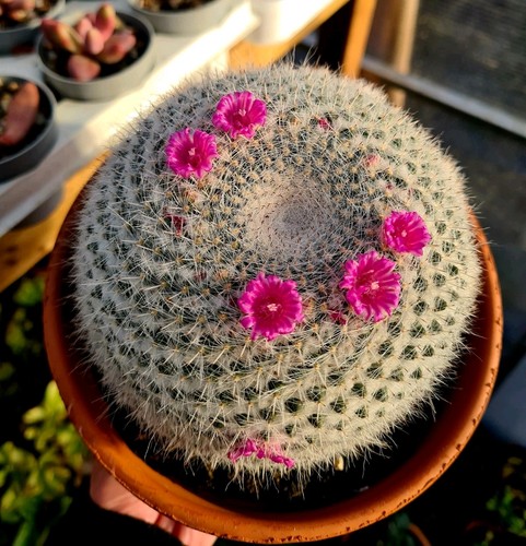 Mammillaria hahniana the old - |,