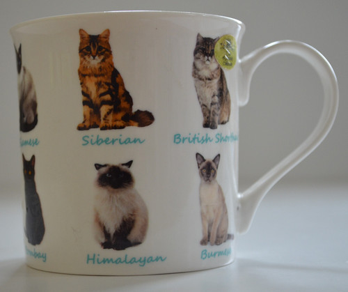 Leonardo cat breeds - leonardo, cat,breeds