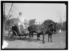 Photo:Young Woman Driving Pony