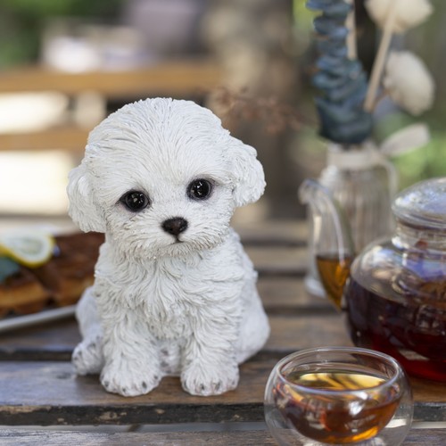 Soreal white labradoodle - soreal,