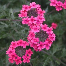 Verbena sissinghurst plants - sissinghurst, x5