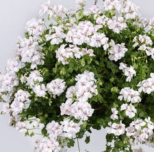 6 Trailing Geranium Ivy Leaf