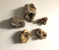 5 Natural Brown Hag Stones