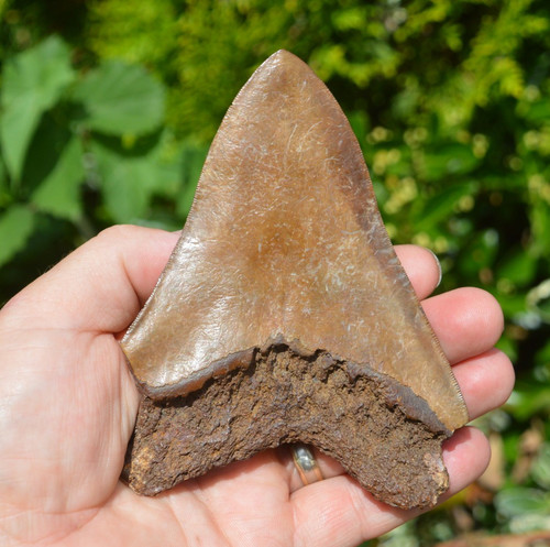 Amazing big megalodon shark - big,