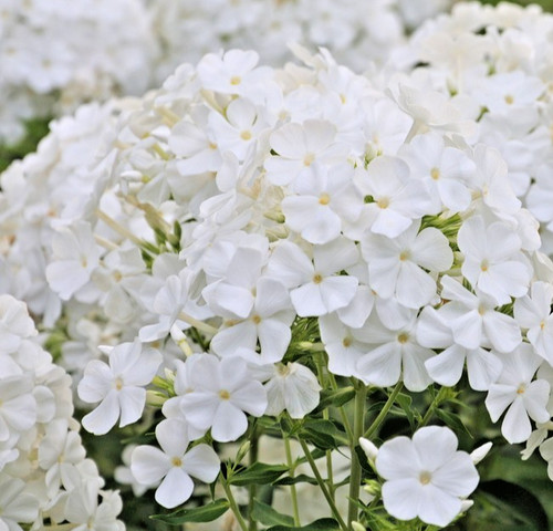 300x phlox drummondii - 300x,