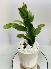Cactus | Thanksgiving Cactus |