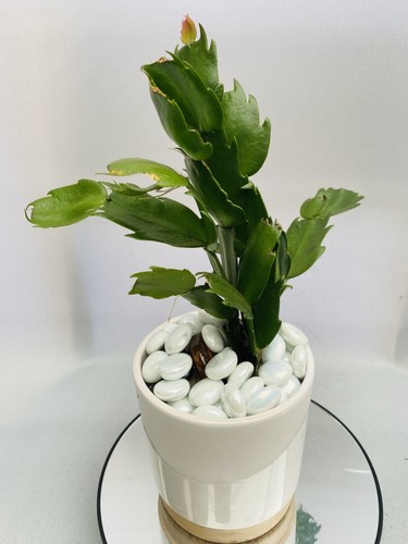 Cactus thanksgiving - cactus,