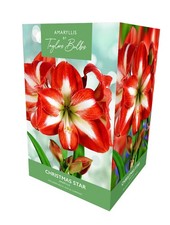 Amaryllis Gift Box - Christmas Star