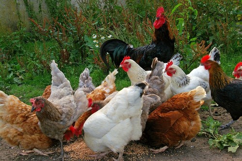 Fertilized rare breed in - fertilized,