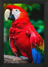 Scarlet Macaw Portrait Framed