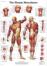 Human skeleton anatomy medical - skeleton,