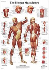 Human Skeleton Anatomy Medical Poster A0-A1-A2-A3-A4-A5-A6-MAXI 333