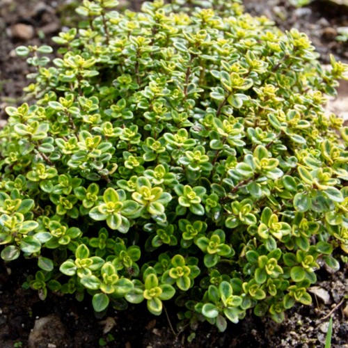 Thyme creeping lemon - thyme,,