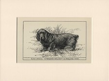 COCKER OR FIELD BLACK SPANIEL