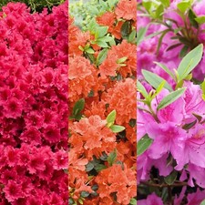3 x Azalea Plants in 9cm Pots