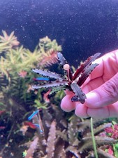 Bucephalandra On Lava Rock Live Aquarium Plants for Fish Tank