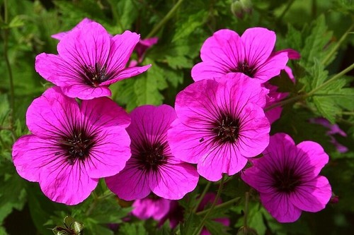 Geranium psilostemon - 3x,