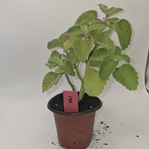 Cuban oregano herb - plant, live