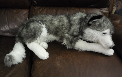 Husky malamute puppy dog - dog, wolf