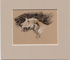 Cecil Aldin ~ Irish Wolfhound ~ Genuine Original  Print 1935