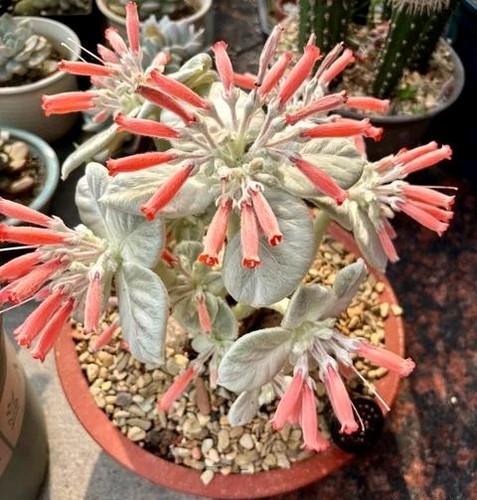 Sinningia leucotricha