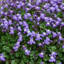 Cymbalaria plug plants - plants, ivy