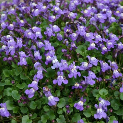 Cymbalaria plug plants ivy - plug,