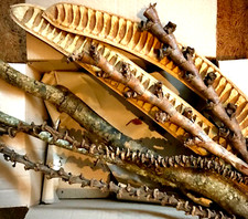 Biotropic. 8pc Tropical Branch