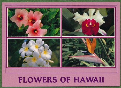 Hawaii flowers of - of,