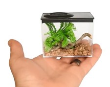 Insect Rearing Boxes,Fine Mesh Vent,Ideal For Nymphs,Praying Mantis,Spiders Etc